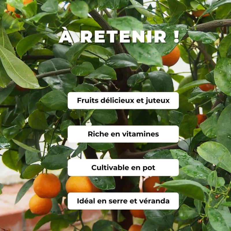 Mandarinier — Graines ou plant