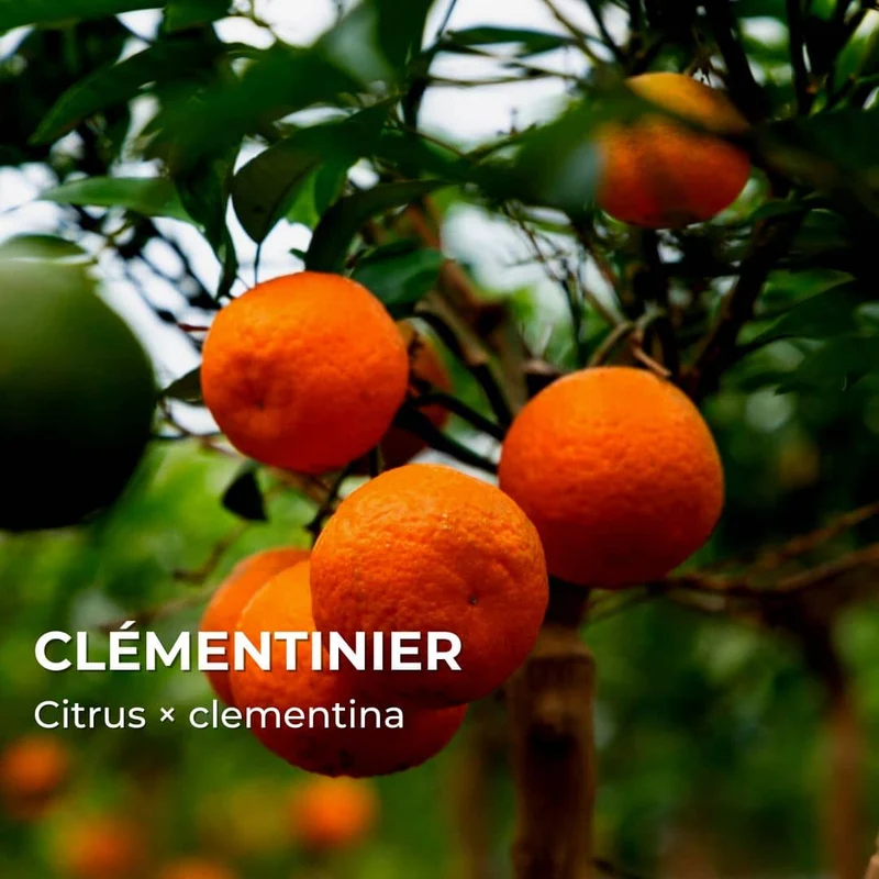 Clémentinier — Plant