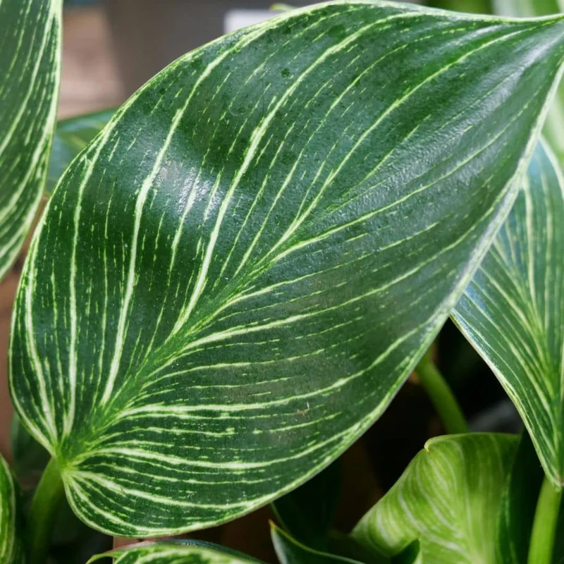Philodendron Birkin — Plant