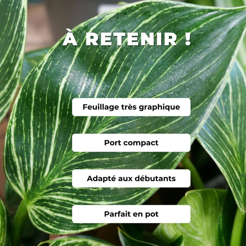 Philodendron Birkin — Plant