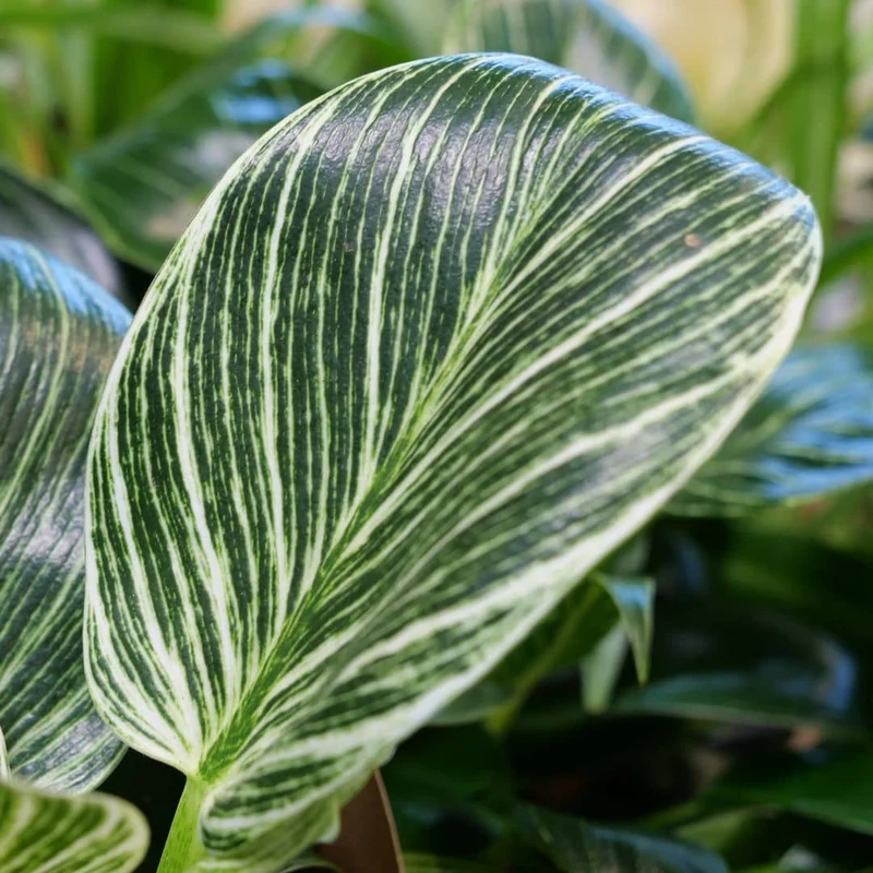 Philodendron Birkin — Plant