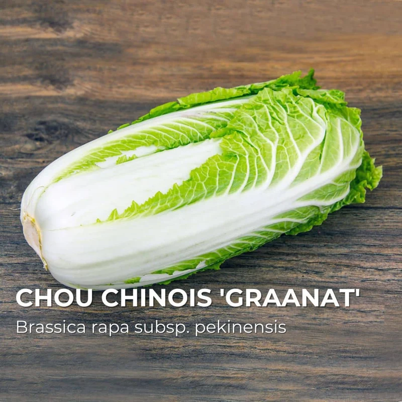 Chou chinois Granaat — Graines