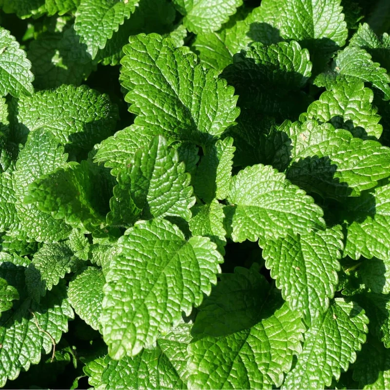 Mélisse officinale — Graines