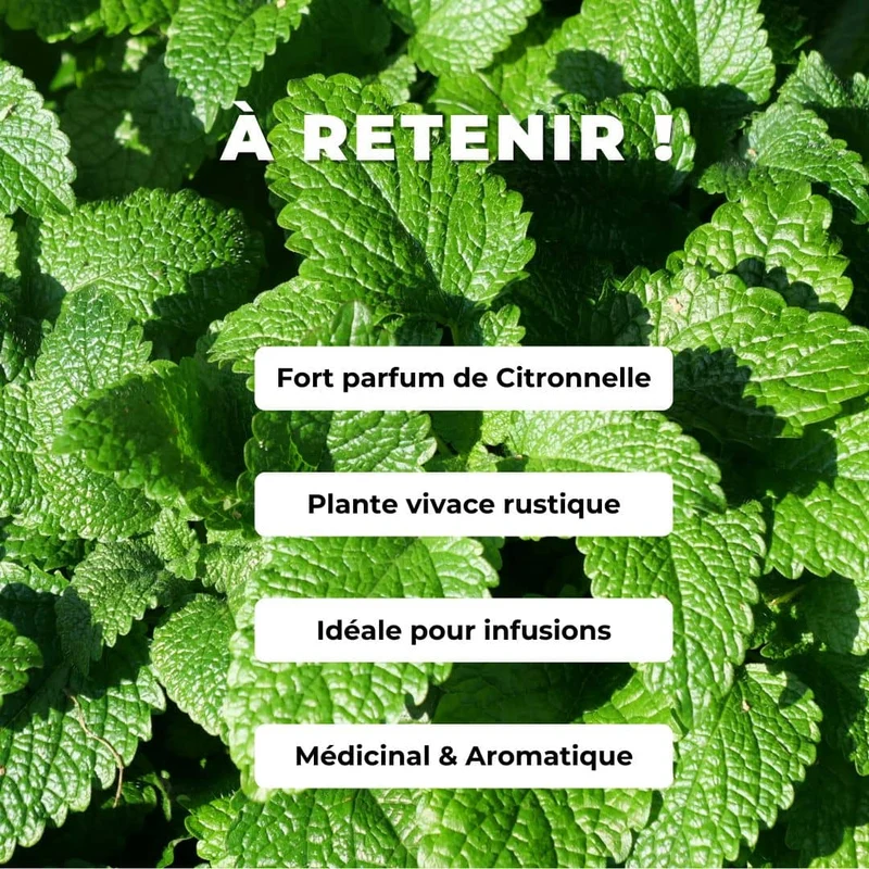 Mélisse officinale — Graines