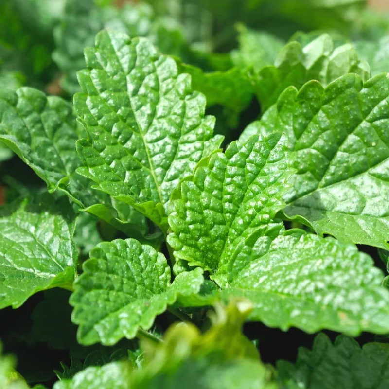 Mélisse officinale — Graines