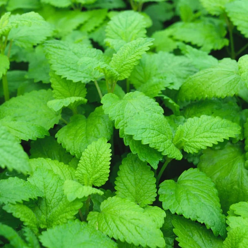 Mélisse officinale — Graines