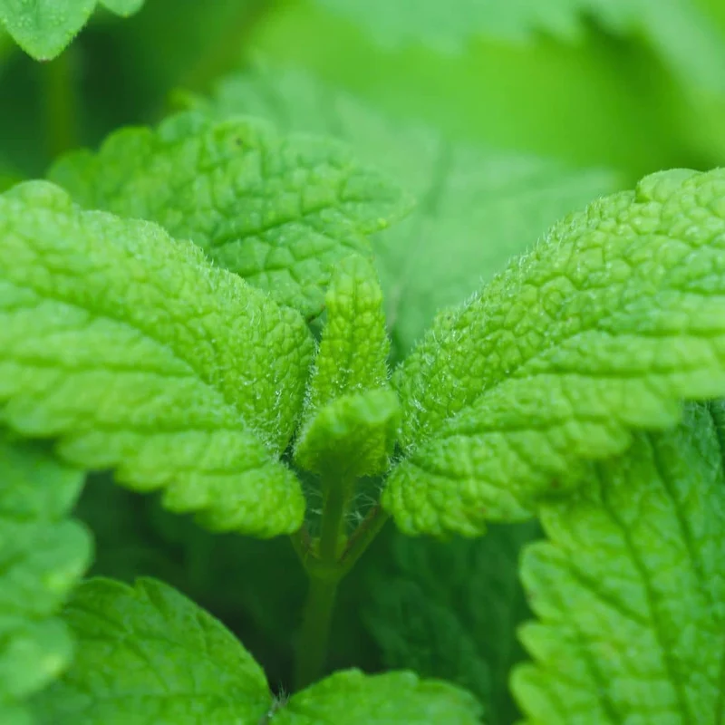 Mélisse officinale — Graines