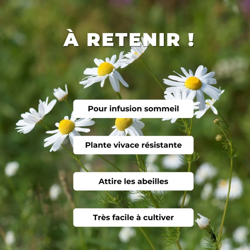 Petite camomille — Graines