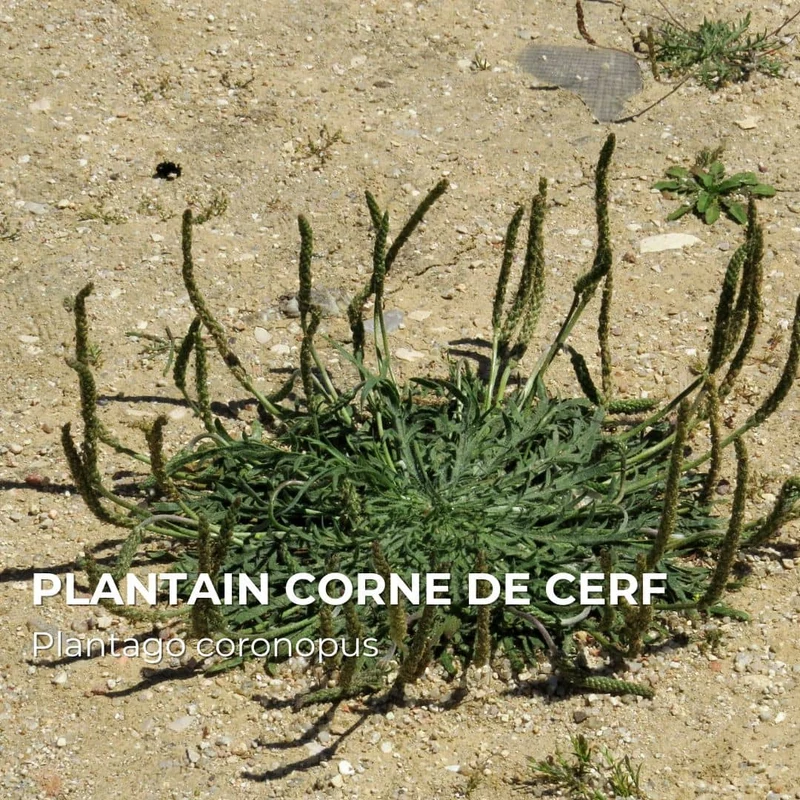 Plantain corne-de-cerf — Graines