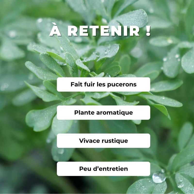 Rue officinale — Graines