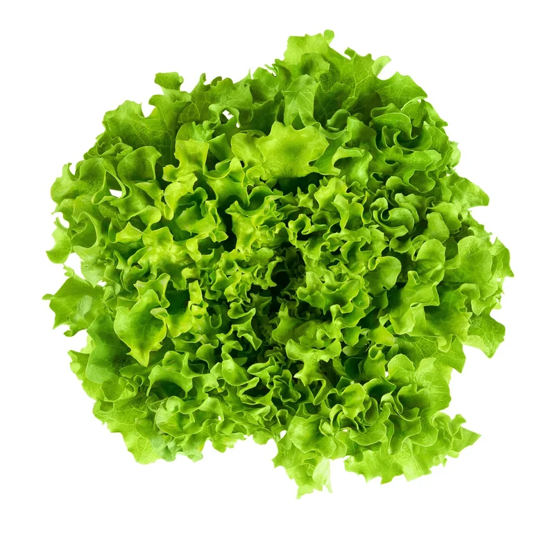 Salade Batavia