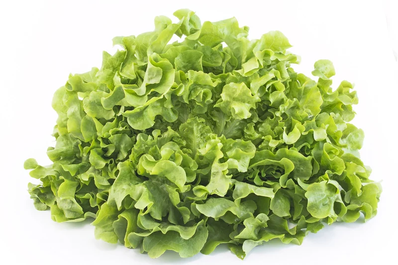 Salade feuille de chêne blonde