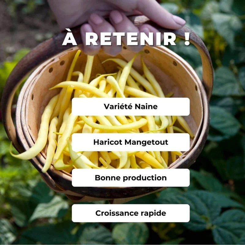 Haricot Beurre de Rocquencourt — Graines