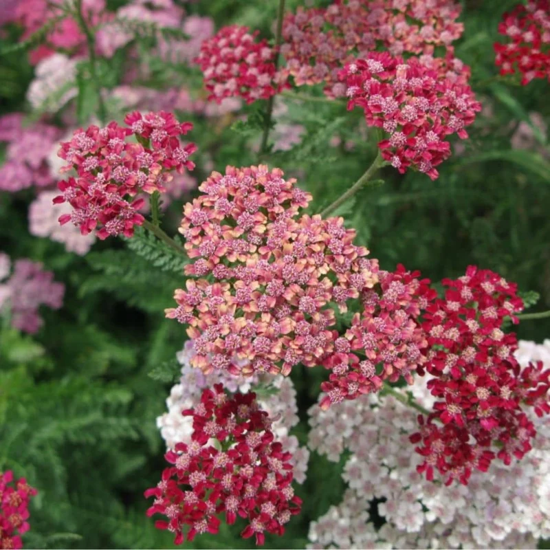 Achillée Cassis — Plant