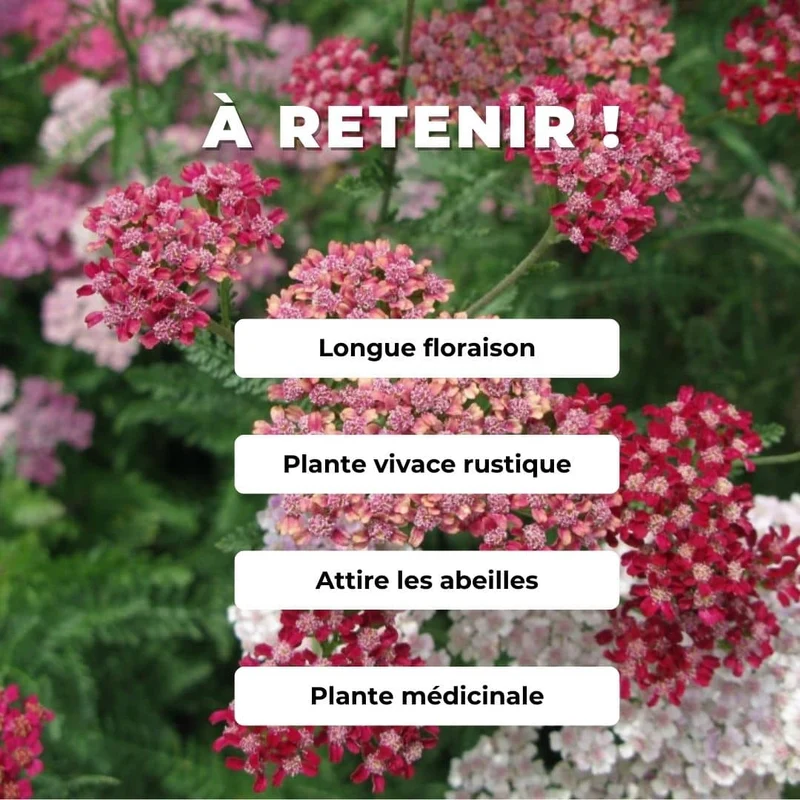 Achillée Cassis — Plant