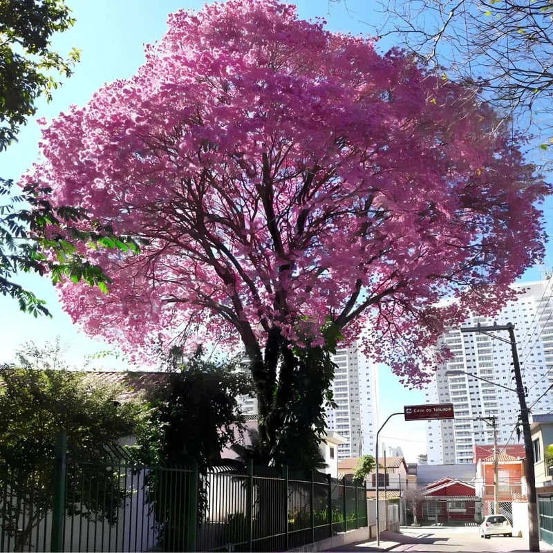 Lapacho — Ipé rose — Graines