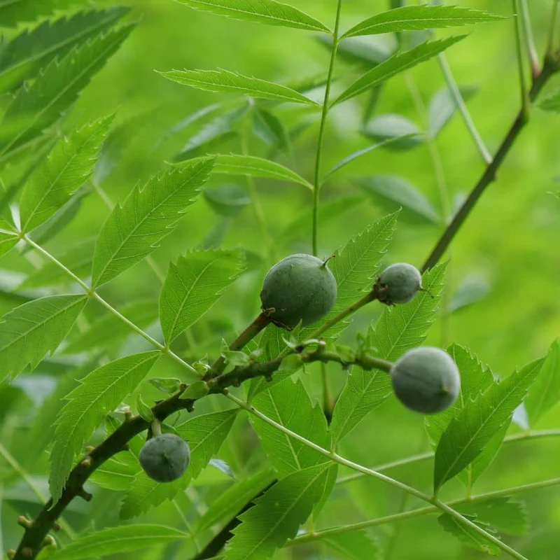 Xanthoceras à feuilles de sorbier — Graines