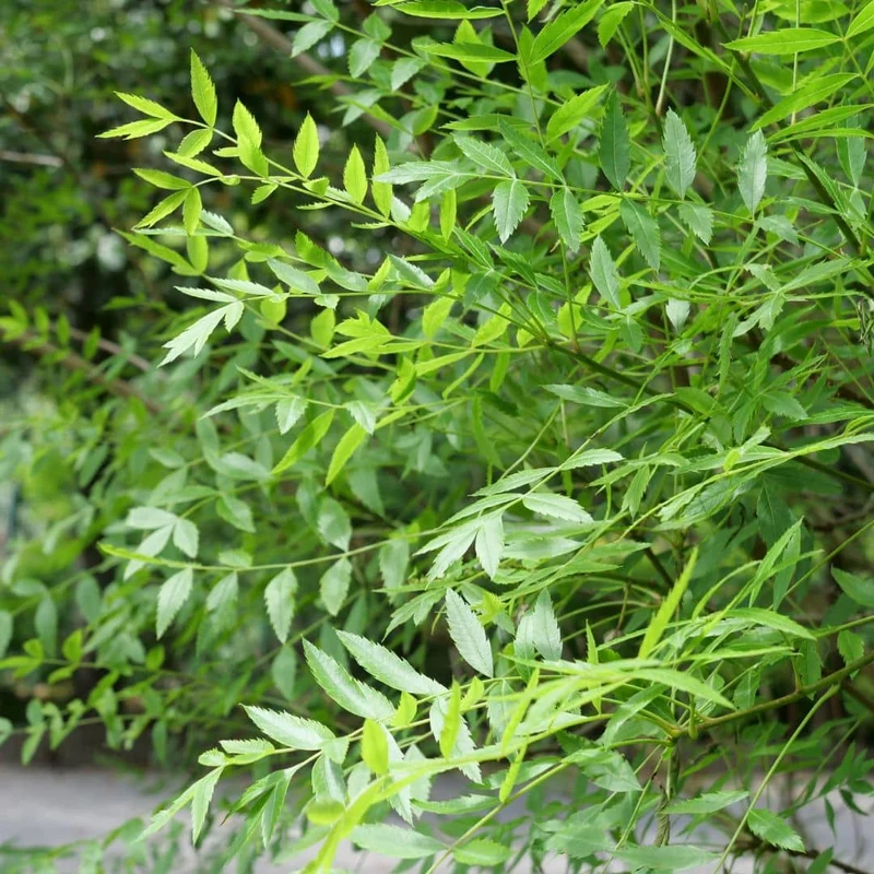 Xanthoceras à feuilles de sorbier — Graines