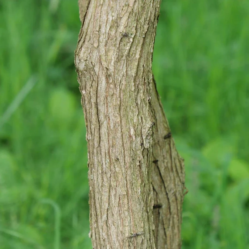 Xanthoceras à feuilles de sorbier — Graines