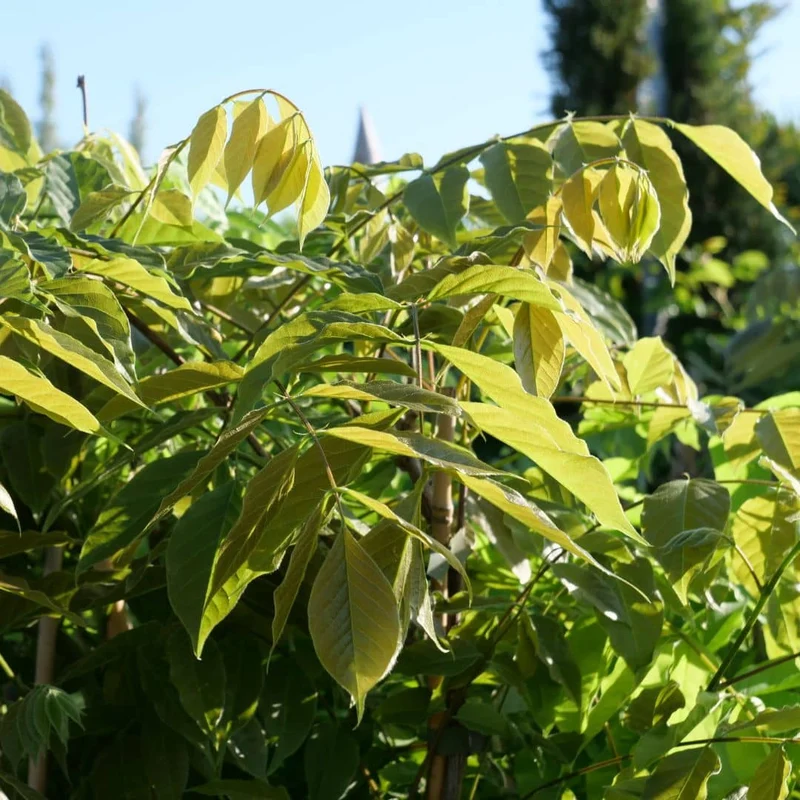 Glycine de Chine — Graines