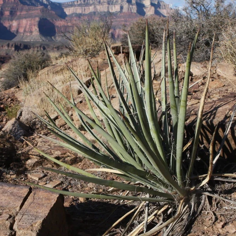 Yucca banane — Graines