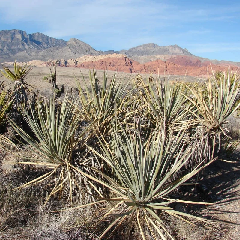 Yucca banane — Graines