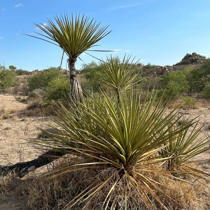 Yucca banane — Graines