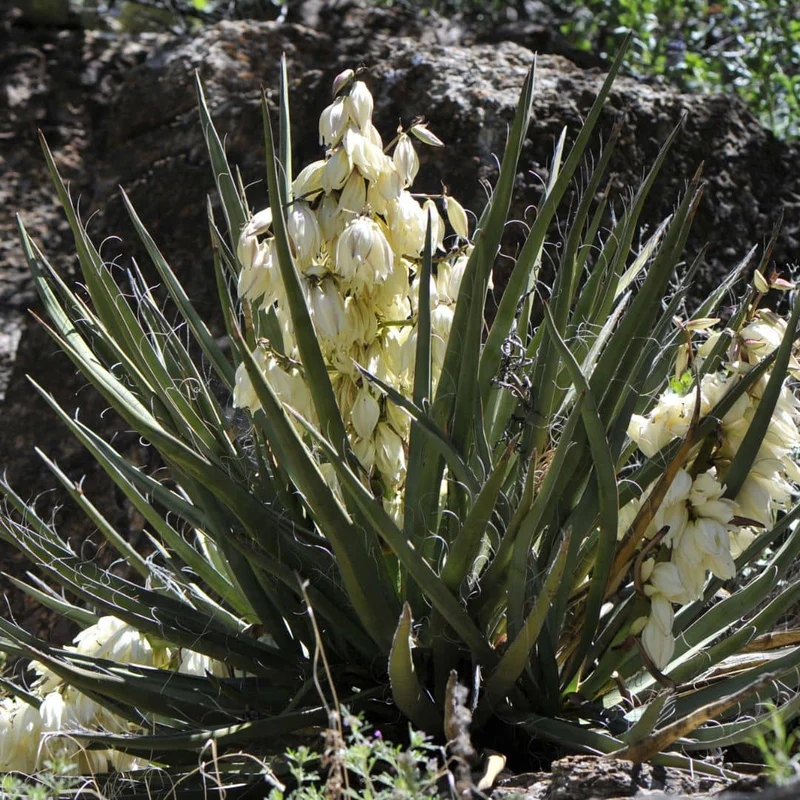 Yucca banane — Graines