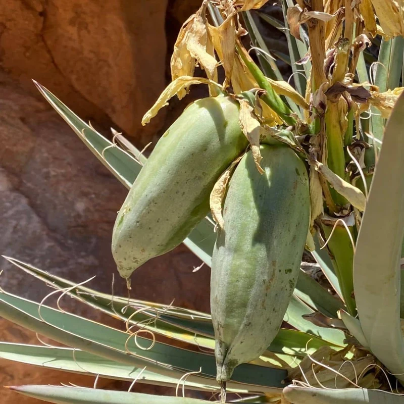 Yucca banane — Graines