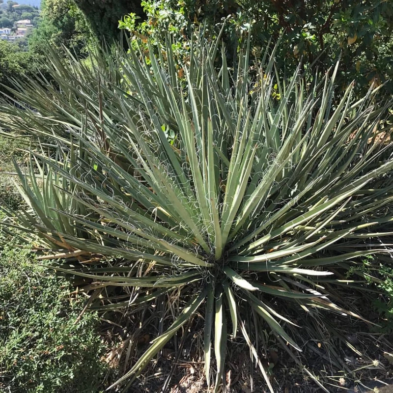 Yucca banane — Graines
