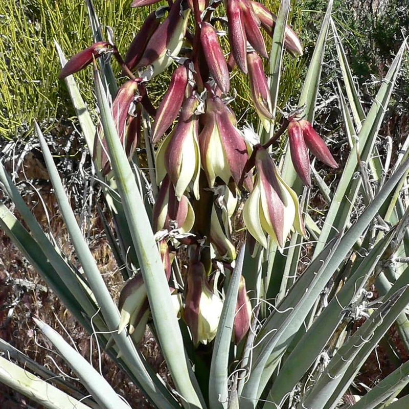 Yucca banane — Graines