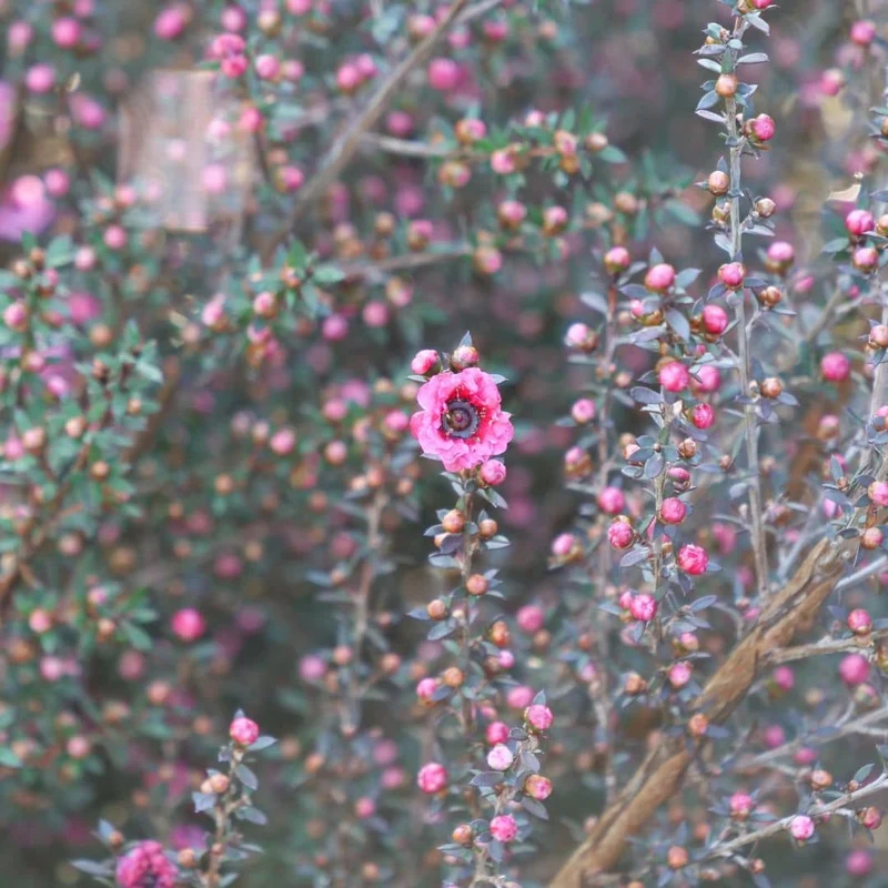 Leptospermum polygalifolium — Graines