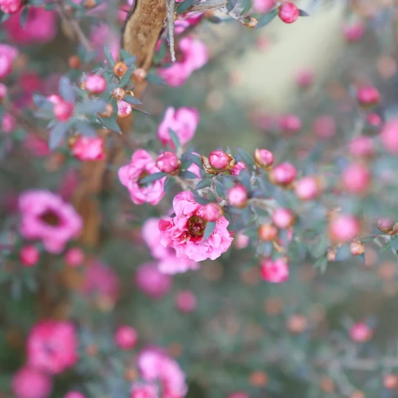 Leptospermum polygalifolium — Graines
