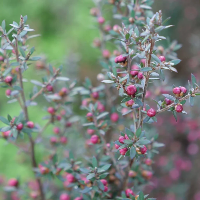 Leptospermum polygalifolium — Graines