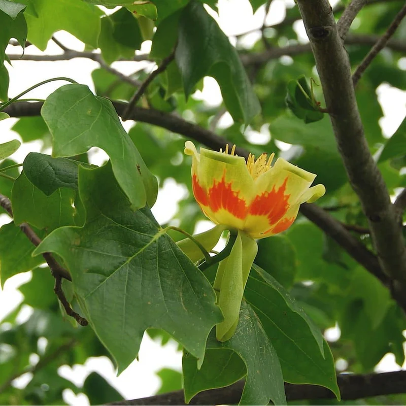 Tulipier de Virginie — Graines
