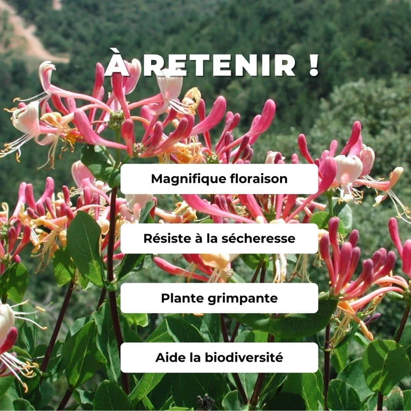 Chèvrefeuille des Baléares — Graines