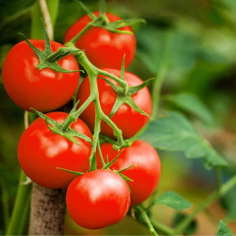 Tomate Alka — Graines