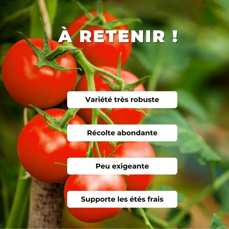 Tomate Alka — Graines