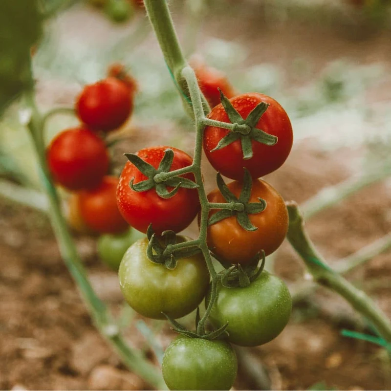 Tomate Marglobe — Graines