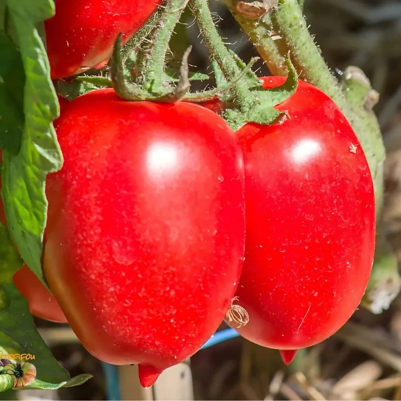 Tomate Rio Grande — Graines