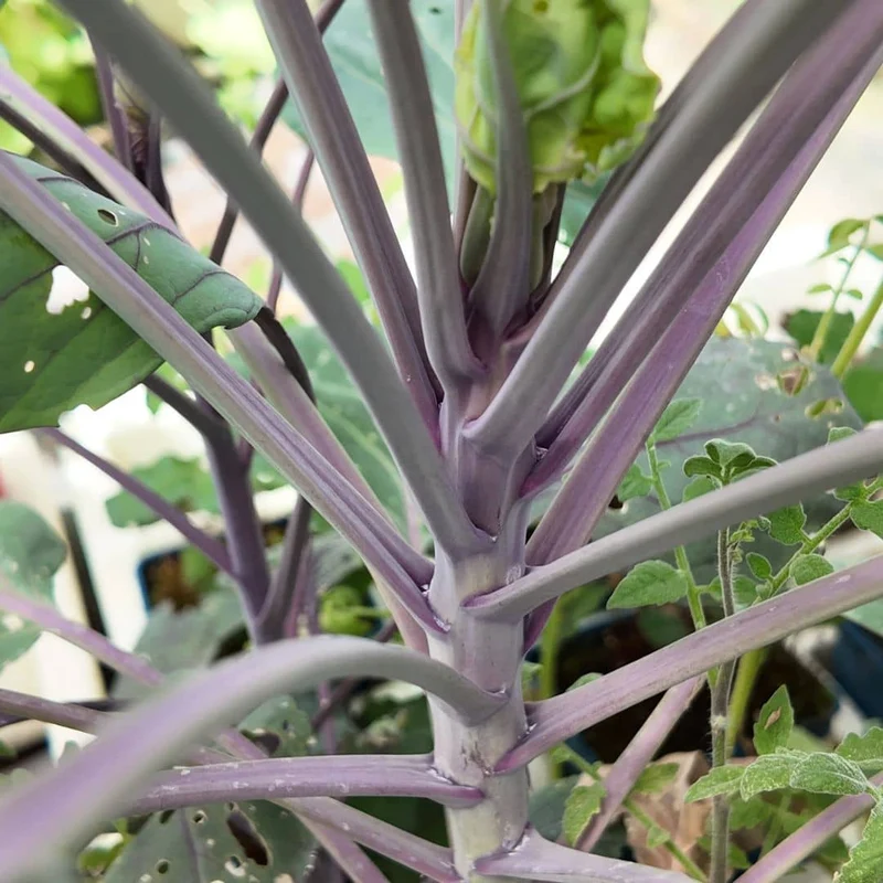 Chou de Bruxelles violet — Graines