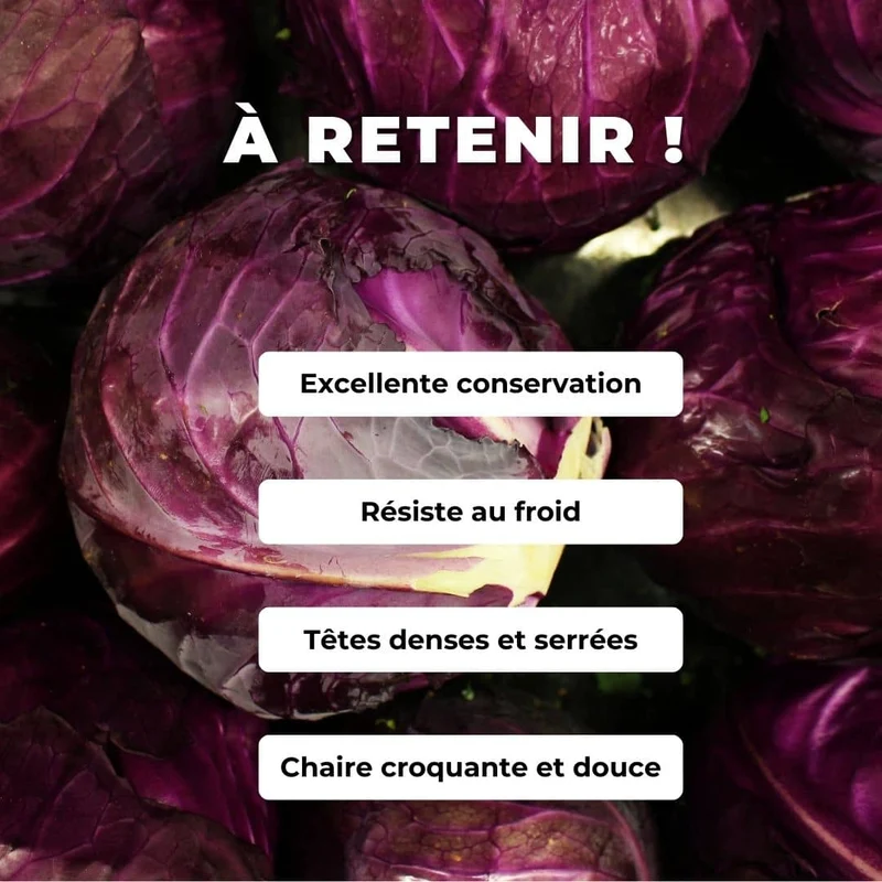 Chou Rouge à Tête Noire 3 — Graines