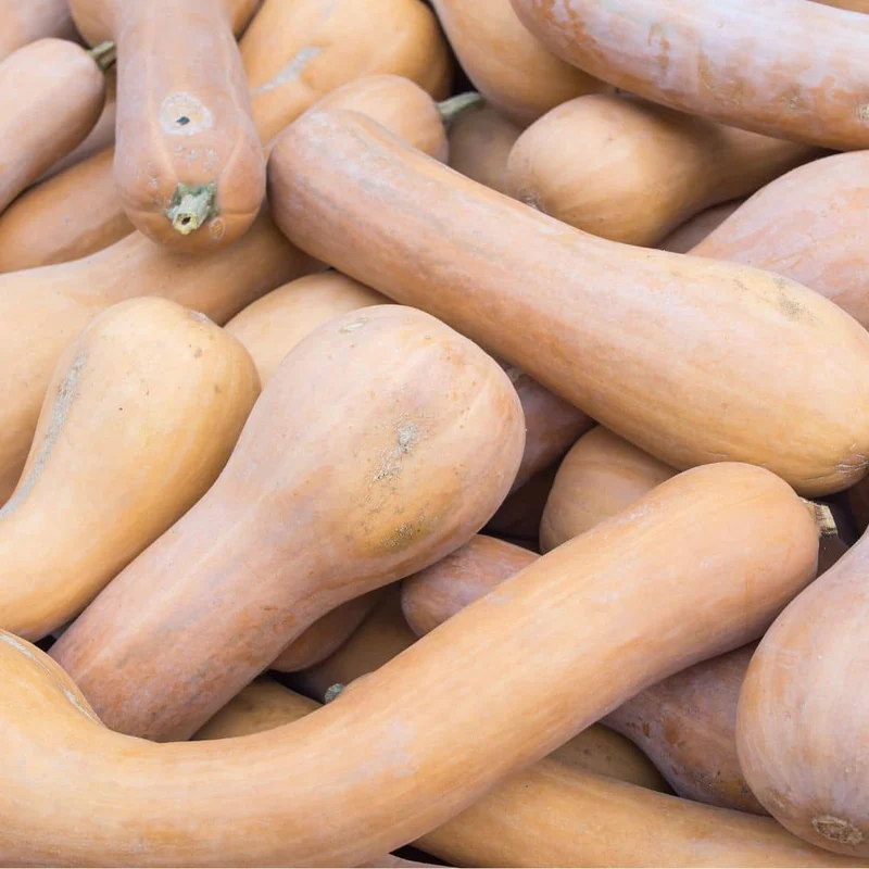 Courge Longue Pleine de Naples — Graines