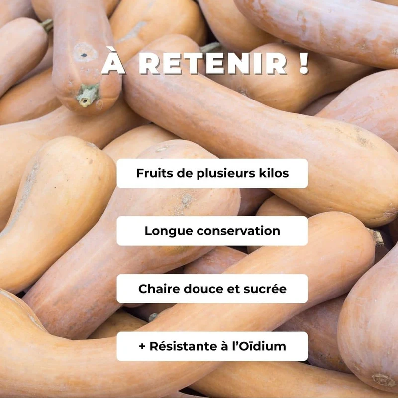 Courge Longue Pleine de Naples — Graines