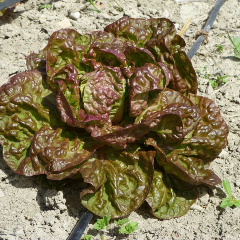 Laitue Merveille des 4 saisons — Graines
