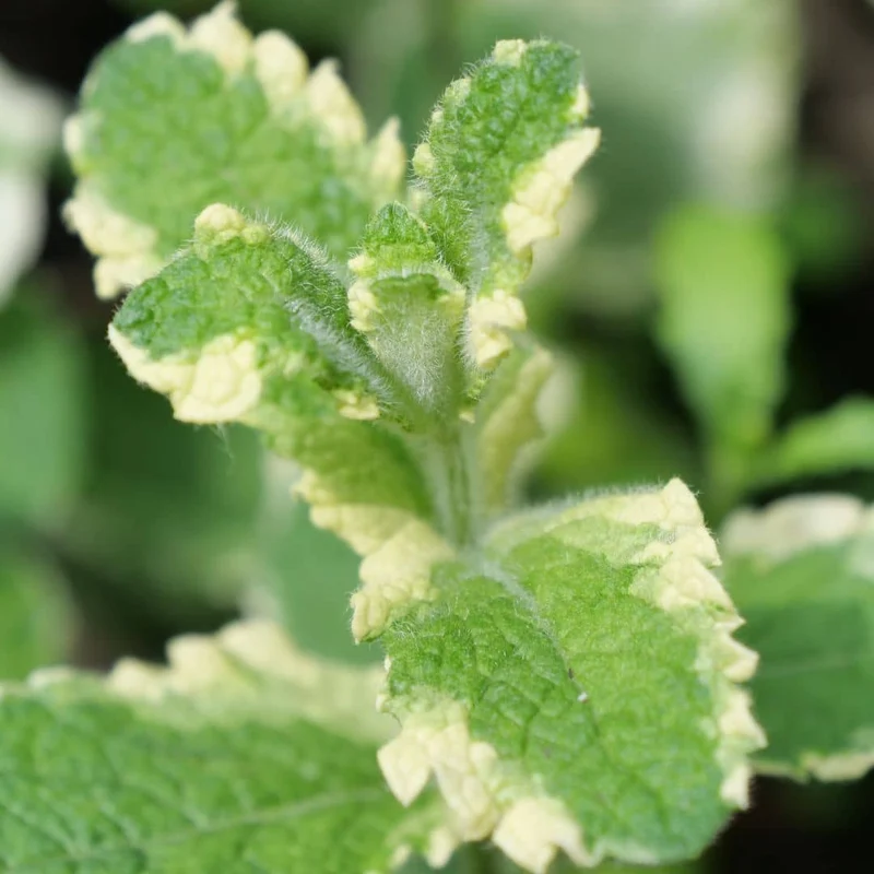 Menthe ananas panachée — Plant