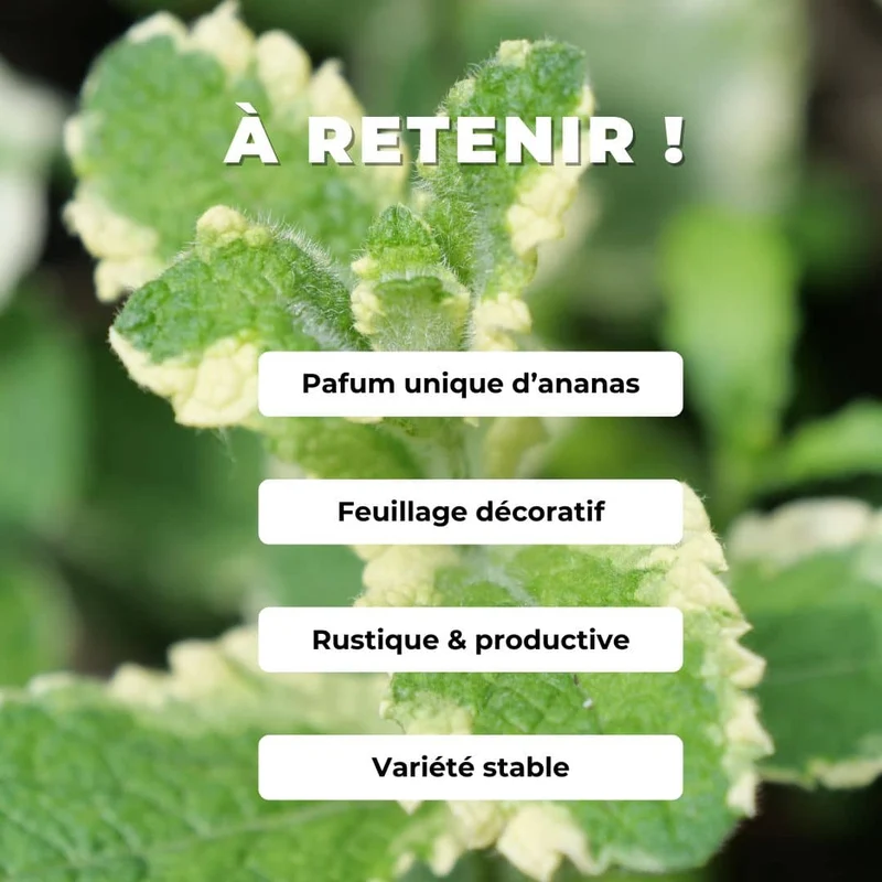 Menthe ananas panachée — Plant