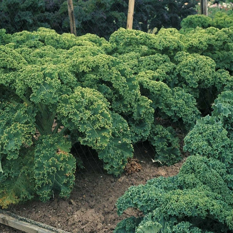Chou kale Dwarf Green Curled — Graines