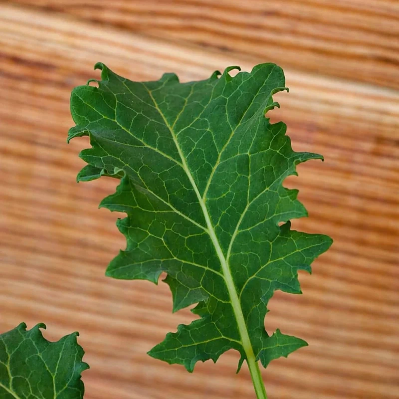Chou kale Dwarf Green Curled — Graines