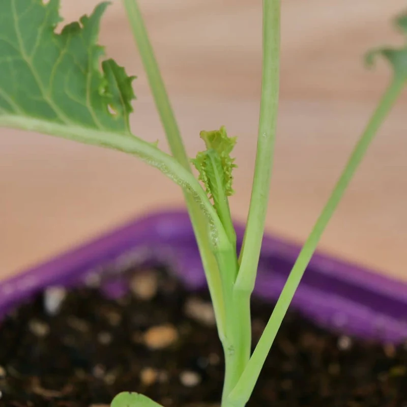 Chou kale Dwarf Green Curled — Graines